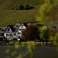Weingut und Mosel