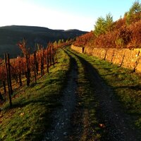 In den Weinbergen oberhalb von Burg