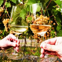 Genuss im Weinberg