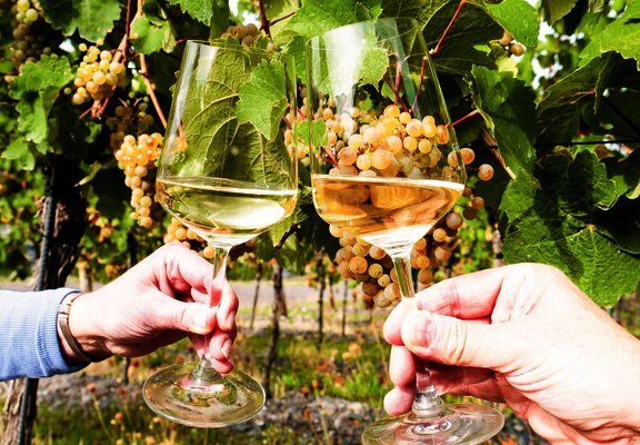 Genuss im Weinberg