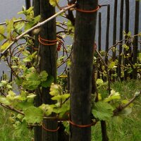 FeWo Bild Weinberg Mai mit Mosel 1