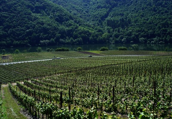 Weinberge in Pölich.