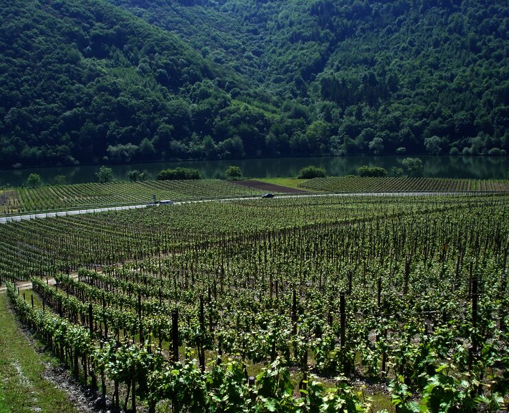 Weinberge in Pölich.