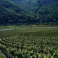 Weinberge in Pölich.