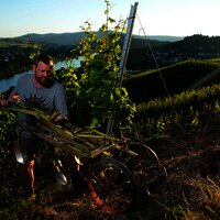 Weinbergsarbeiten