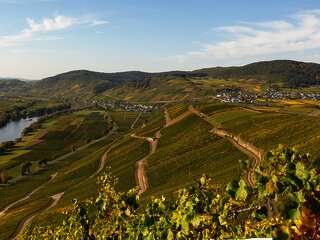 Blick auf die Weinberge von Osann-Monzel