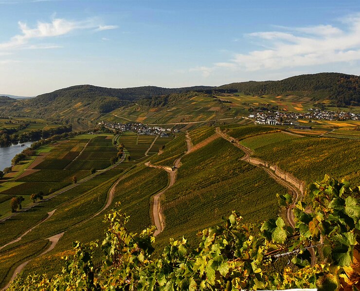 Blick auf die Weinberge von Osann-Monzel