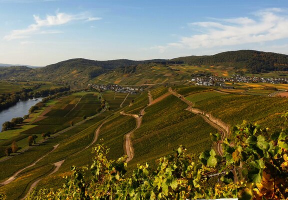 Blick auf die Weinberge von Osann-Monzel