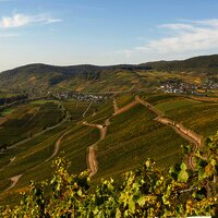 Blick auf die Weinberge von Osann-Monzel