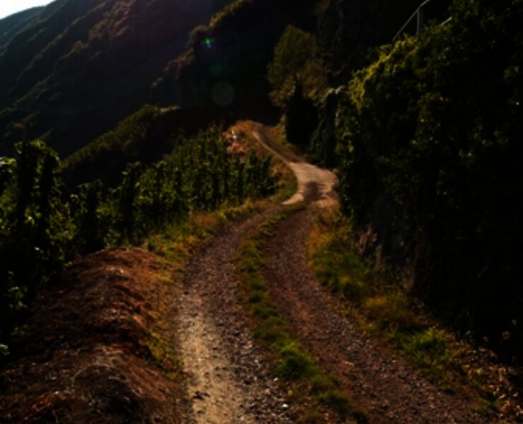 Wirtschaftsweg durch die Weinberge