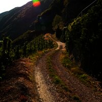 Wirtschaftsweg durch die Weinberge