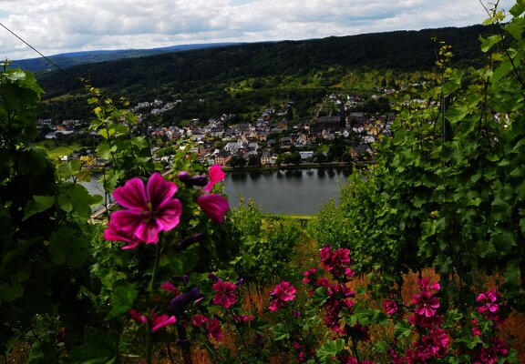 Ausblick ins Moseltal