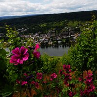 Ausblick ins Moseltal