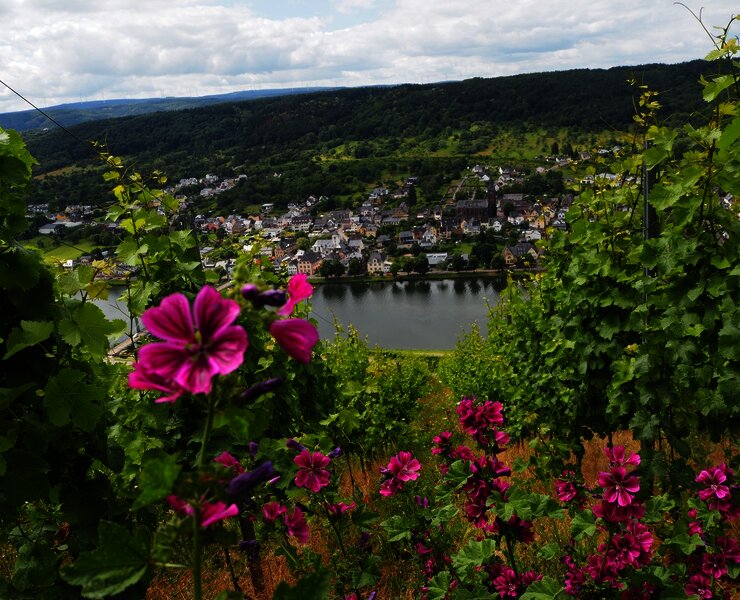 Ausblick ins Moseltal