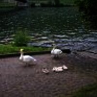 Wehlen%20Mosel%20(4)