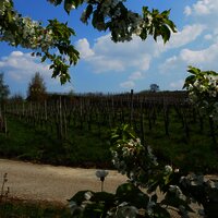 Blick auf die Weinberge und das Helenkloster