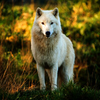 Das Bild zeigt einen weißen Wolf im Tierpark Rheinböllen.