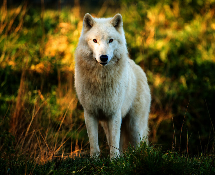 Das Bild zeigt einen weißen Wolf im Tierpark Rheinböllen.