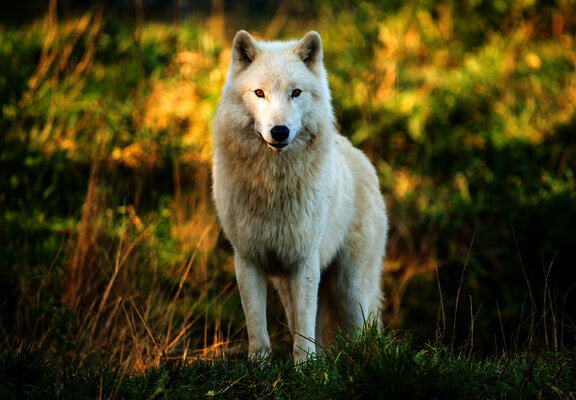 Das Bild zeigt einen weißen Wolf im Tierpark Rheinböllen.