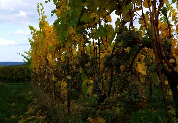 Weintrauben an Reben an der Mosel