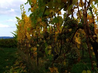 Weintrauben an Reben an der Mosel