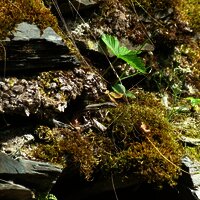Eidechse in den Weinbergen