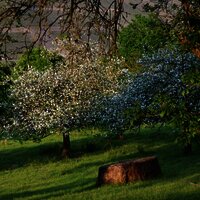 Naturschutzgebiet in Wehlen an der Mosel