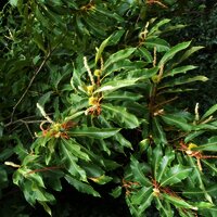 Kulturpflanze am Waldrand