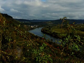 Moselblick vom Wanderweg "Kestener Schweiz"