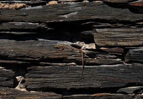 Eidechsen in Weinbergsmauer