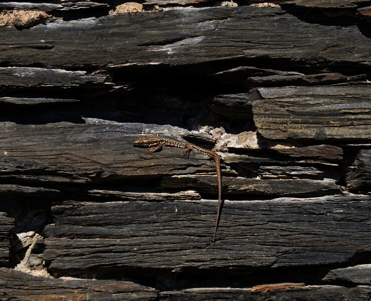 Eidechsen in Weinbergsmauer