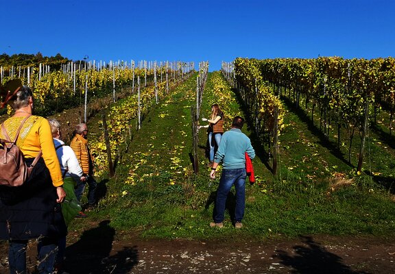 Weinprobenspaziergang durch die Weinberge