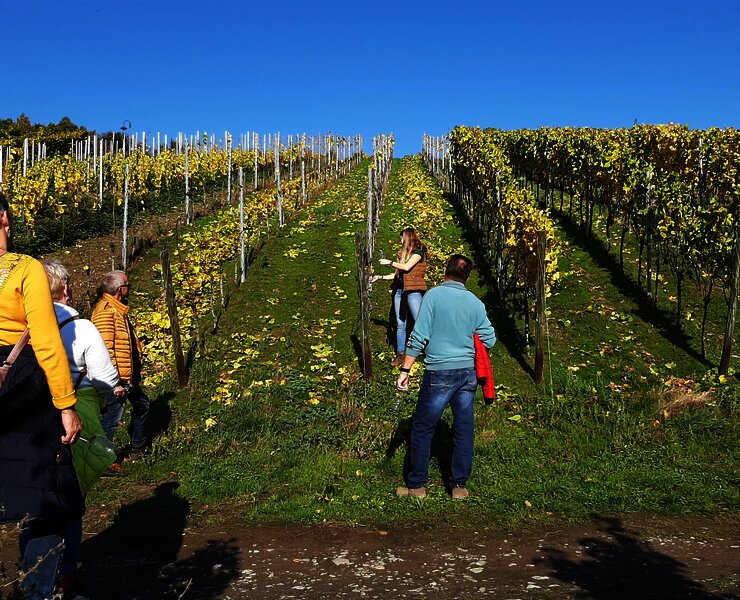 Weinprobenspaziergang durch die Weinberge