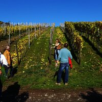 Weinprobenspaziergang durch die Weinberge