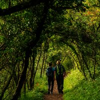 Waldabschnitt auf dem Moselsteig bei Perl