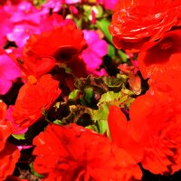 Blumen