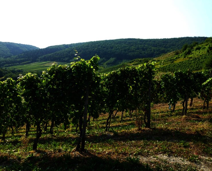 Reben im Weinberge
