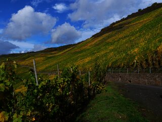 Weinberge an der Mosel