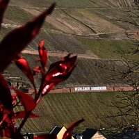Ausblick auf die Weinlage "Wehlener Sonnenuhr"