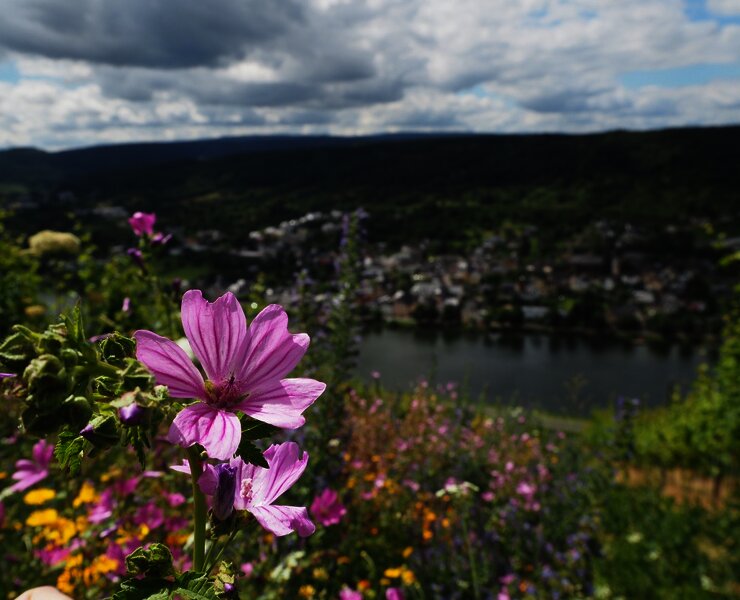 Blumen inmitten des Weinbergs
