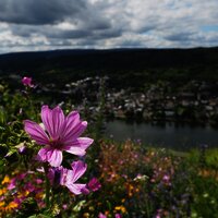 Blumen inmitten des Weinbergs