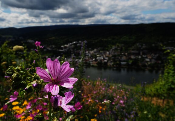 Blumen inmitten des Weinbergs