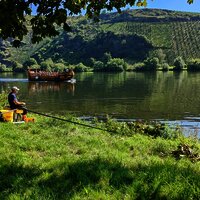 Angler am Moselufer in Neumagen-Dhron