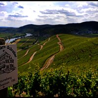 Weinberge in bester Mosellage
