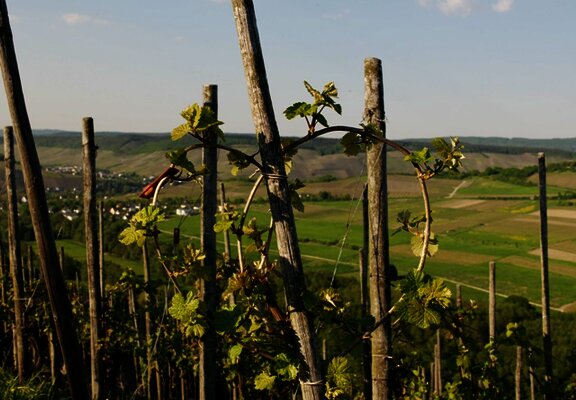 Rebherzbindung: Weinbau an der Mosel