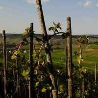 Rebherzbindung: Weinbau an der Mosel