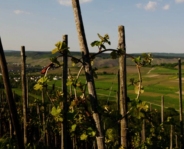 Rebherzbindung: Weinbau an der Mosel