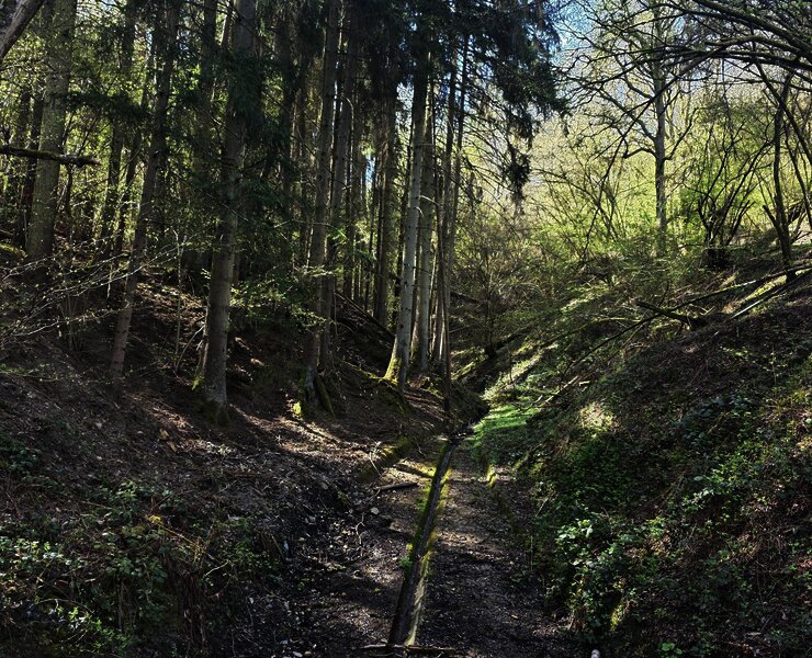 Waldweg zum Brunnen