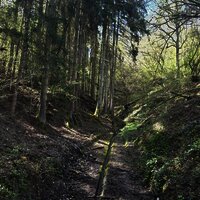 Waldweg zum Brunnen