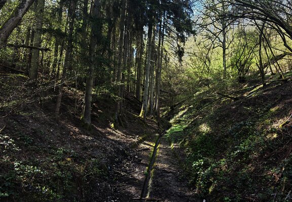 Waldweg zum Brunnen
